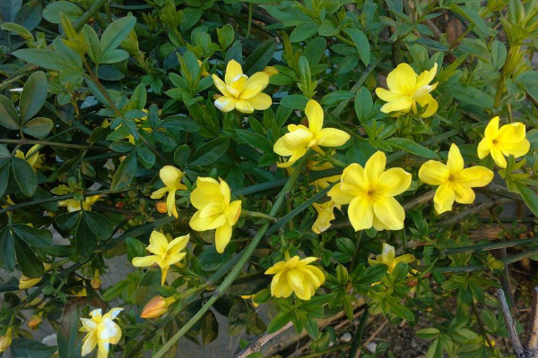 迎春花是什麼樣子的