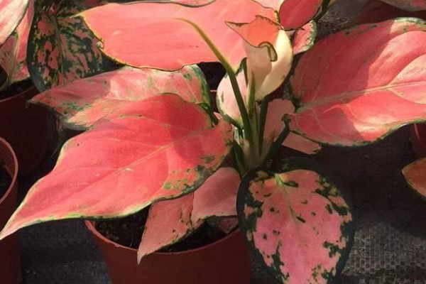 吉利紅的花是什麼樣子的