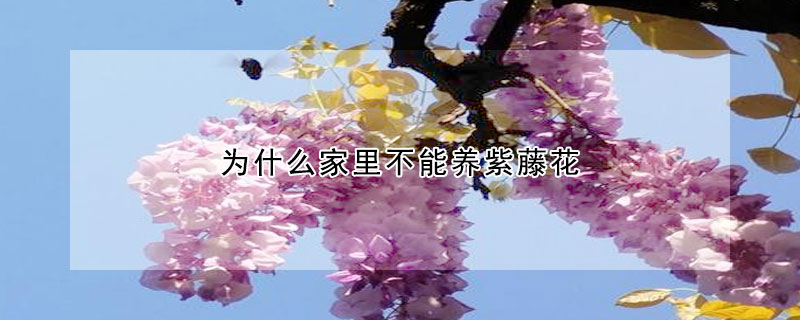 為什麼家裏不能養紫藤花