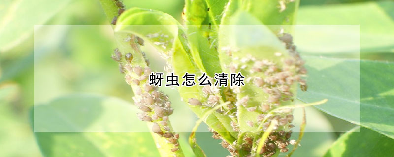 蚜蟲怎麼清除