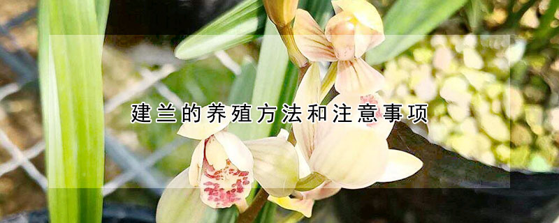 建蘭的養殖方法和注意事項