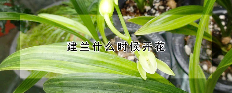 建蘭什麼時候開花