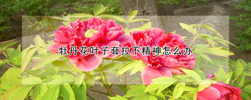 牡丹花葉子耷拉不精神怎麼辦