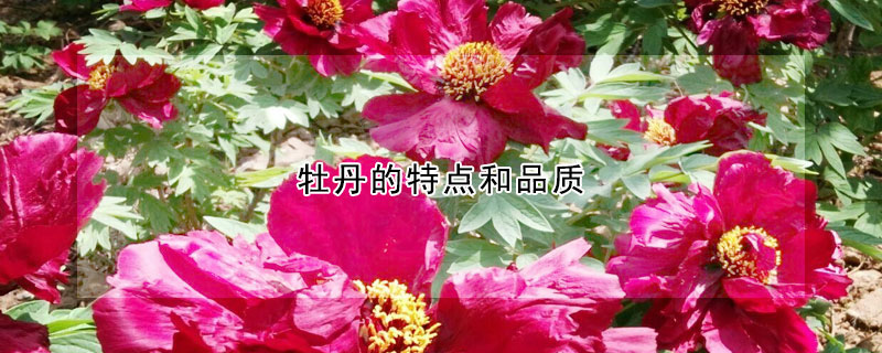 牡丹的特點和品質