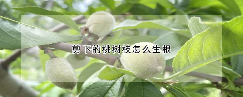 剪下的桃樹枝怎麼生根