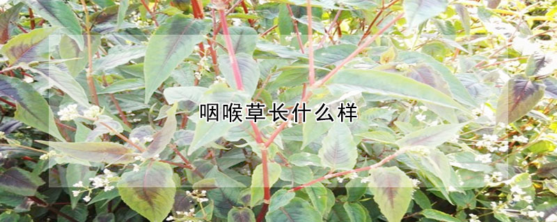 咽喉草長什麼樣