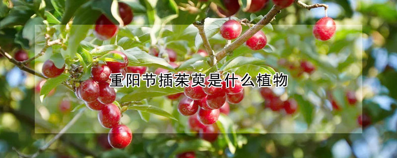 重陽節插茱萸是什麼植物