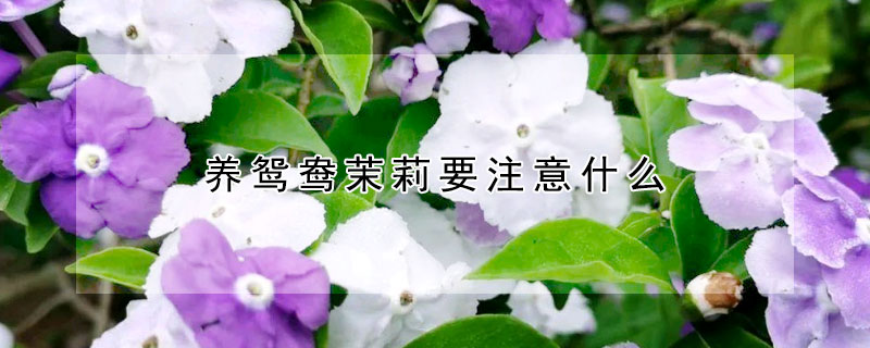 養鴛鴦茉莉要注意什麼