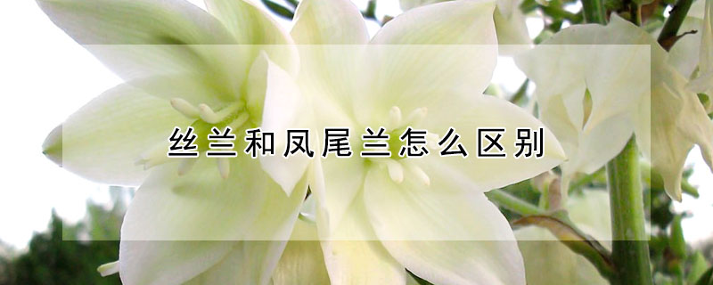 絲蘭和鳳尾蘭怎麼區別