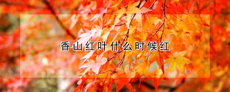 香山紅葉什麼時候紅