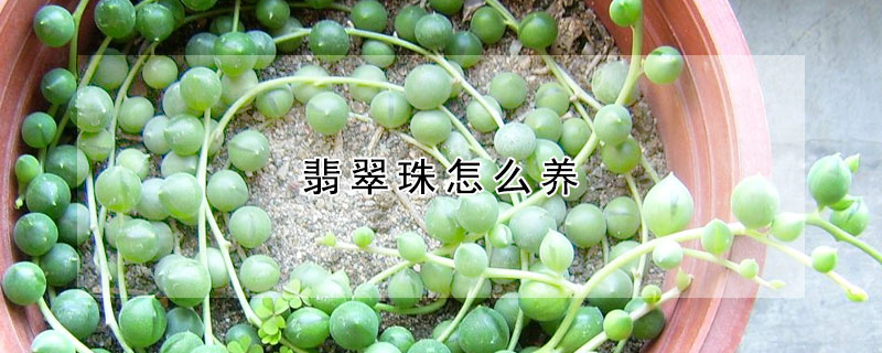 翡翠珠怎麼養