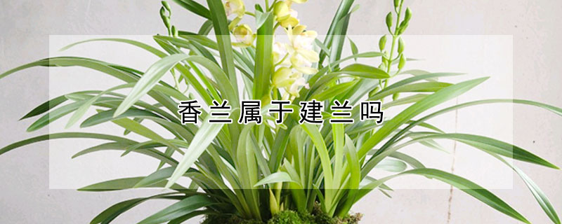 香蘭屬於建蘭嗎