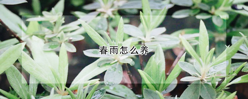 春雨怎麼養