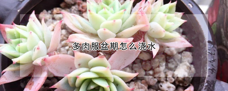 多肉服盆期怎麼澆水