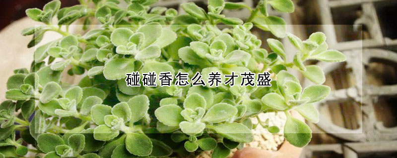 碰碰香怎麼養才茂盛