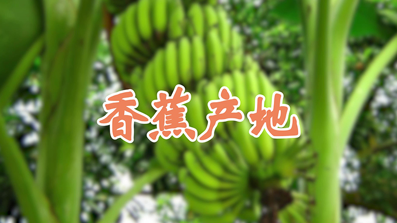 香蕉產地