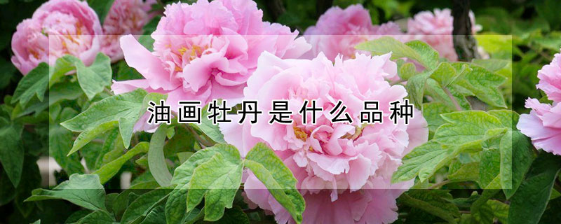 油畫牡丹是什麼品種