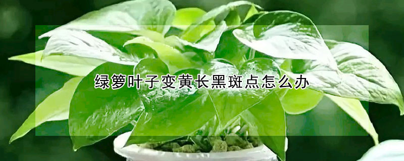 綠籮葉子變黃長黑斑點怎麼辦