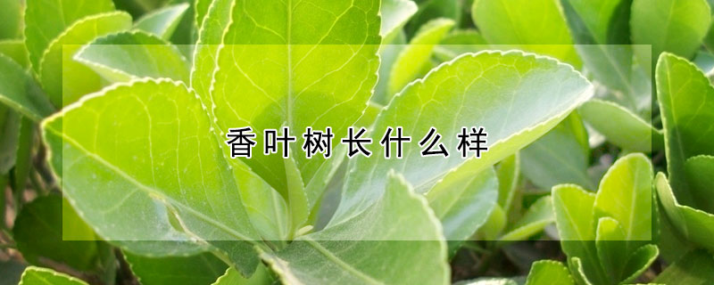 香葉樹長什麼樣