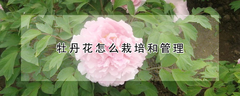 牡丹花怎麼栽培和管理