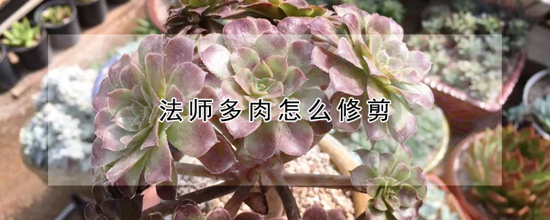 法師多肉怎麼修剪