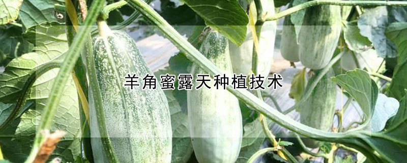 羊角蜜露天種植技術