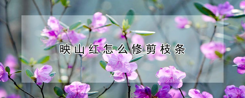 映山紅怎麼修剪枝條