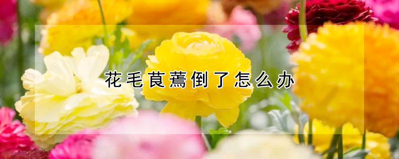 花毛茛蔫倒了怎麼辦