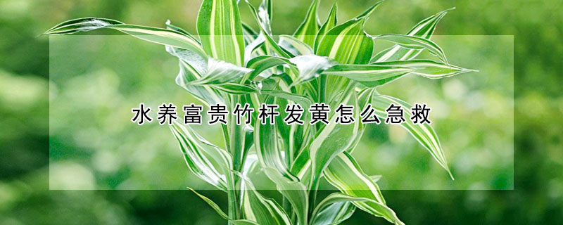 水養富貴竹杆發黃怎麼急救
