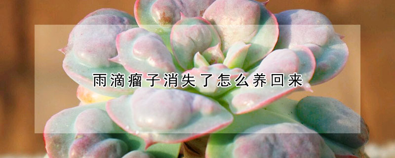 雨滴瘤子消失了怎麼養回來
