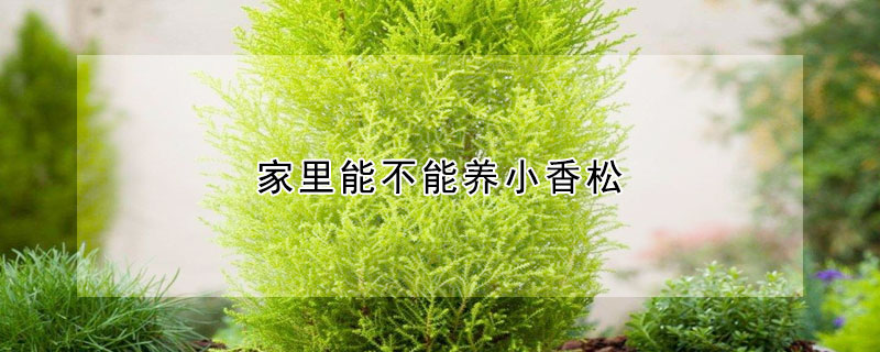 家裏能不能養小香鬆