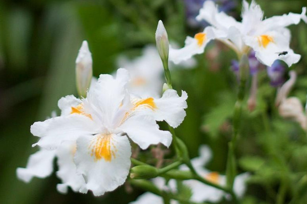 蝴蝶花長什麼樣子