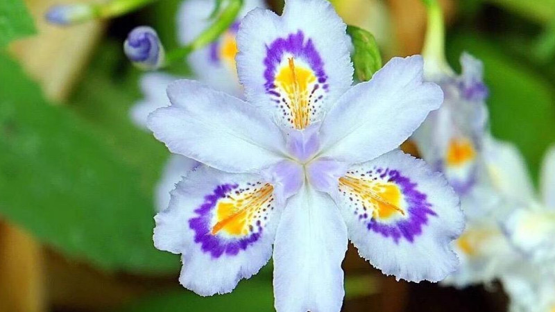 蝴蝶花長什麼樣子
