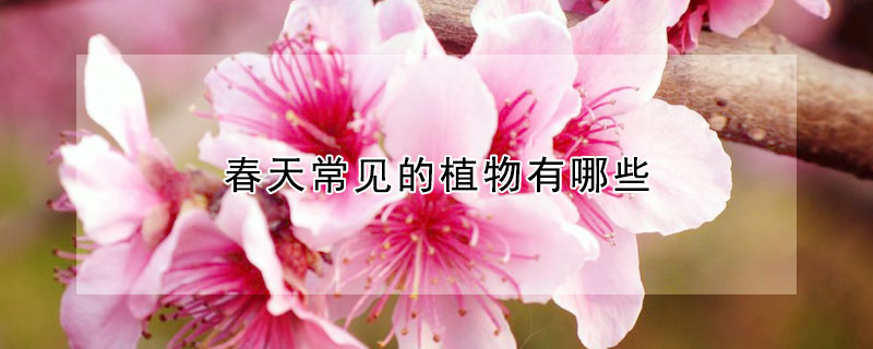 春天常見的植物有哪些