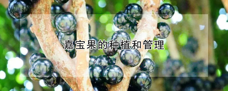 嘉寶果的種植和管理