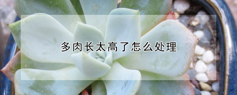 多肉長太高了怎麼處理