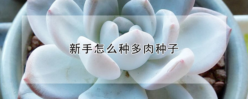 新手怎麼種多肉種子