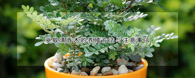 驅蚊清香木的養殖方法與注意事項