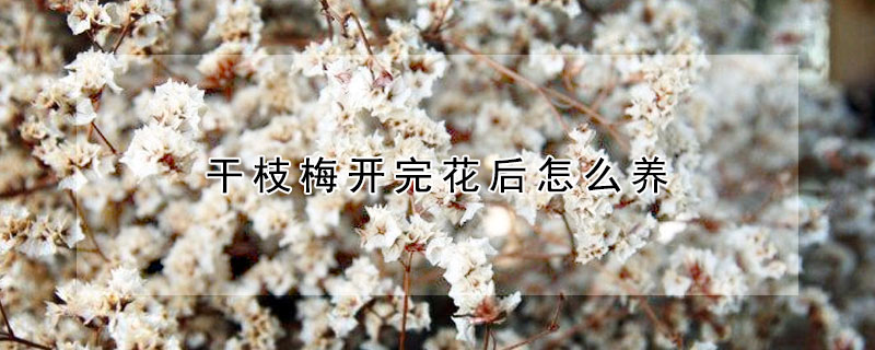 幹枝梅開完花後怎麼養