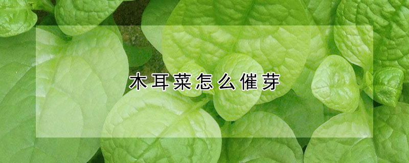 木耳菜怎麼催芽