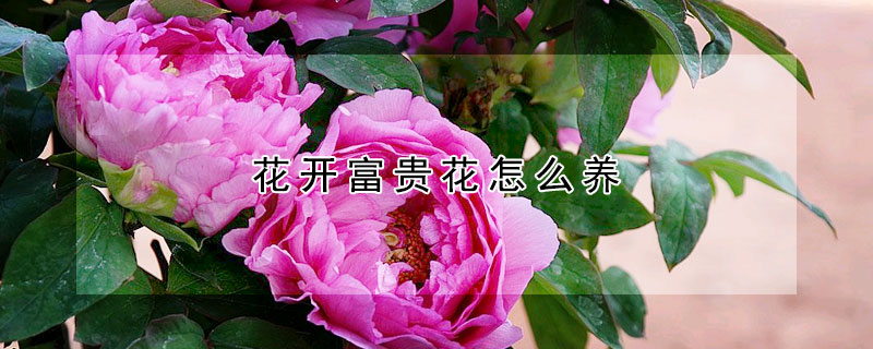 花開富貴花怎麼養