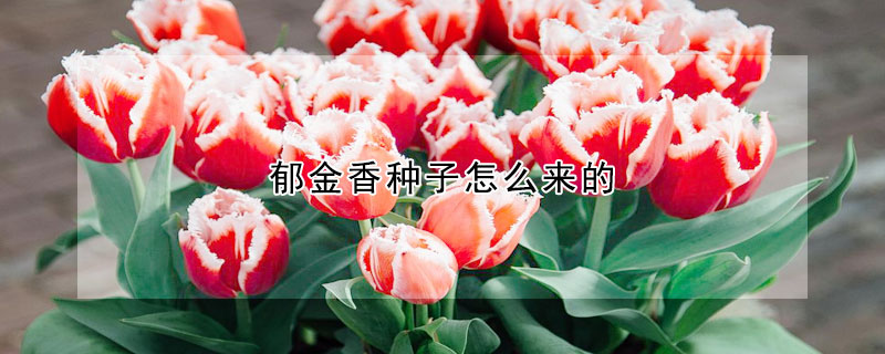 鬱金香種子怎麼來的