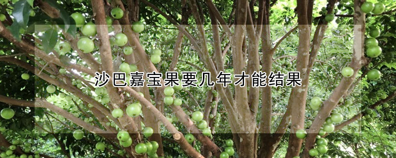 沙巴嘉寶果要幾年才能結果