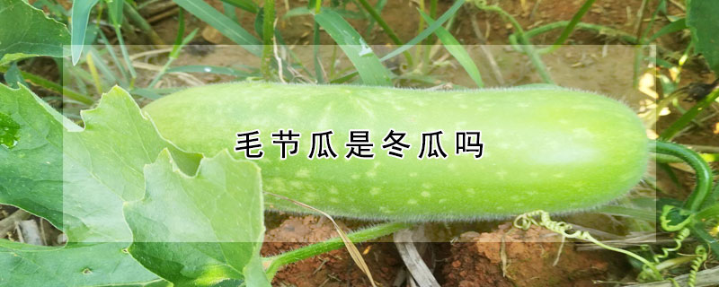 毛節瓜是冬瓜嗎