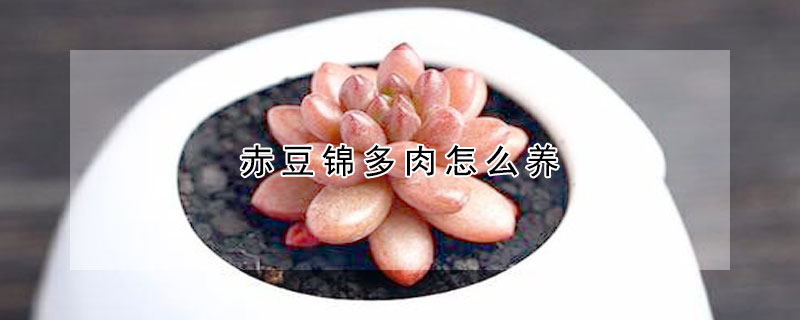 赤豆錦多肉怎麼養