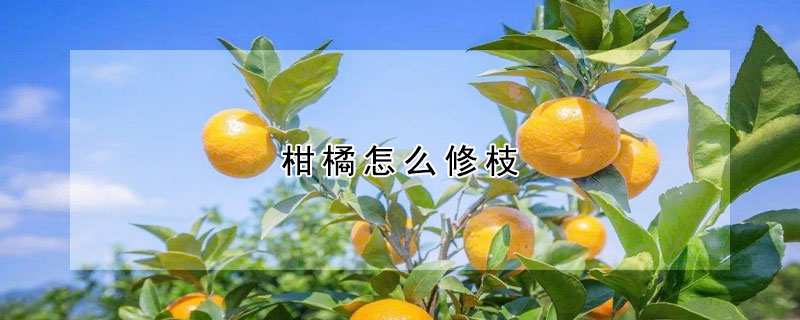 柑橘怎麼修枝