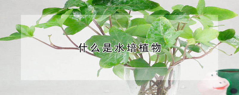 什麼是水培植物