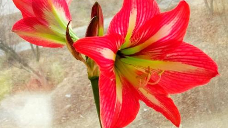 對紅花又叫什麼花