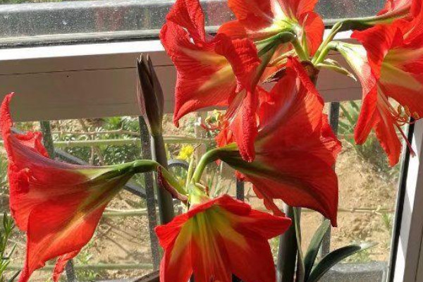 對紅花又叫什麼花