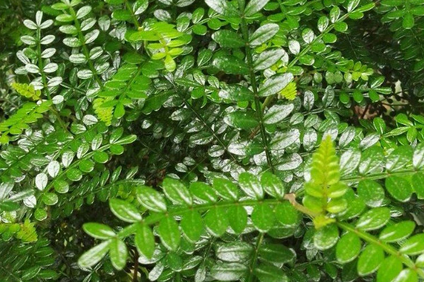 胡椒木為什麼叫驅蚊草